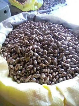 Premium Castor Seeds - EDRINE CRANIMA - Uganda